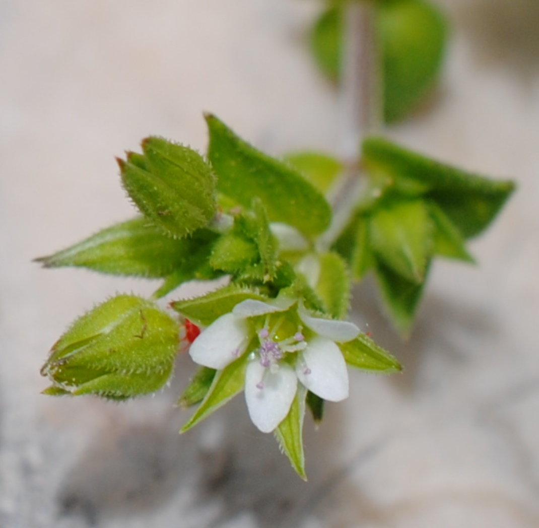 Arenaria?